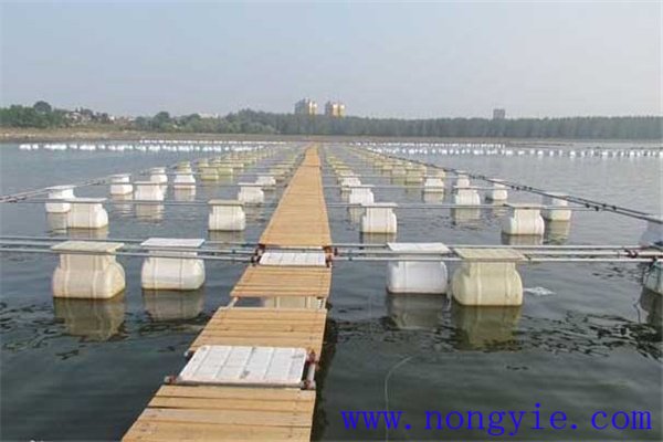 網(wǎng)箱養(yǎng)鱖魚網(wǎng)箱、網(wǎng)目大小和放養(yǎng)密度