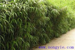 大明竹怎么養(yǎng)？大明竹的相關(guān)知識