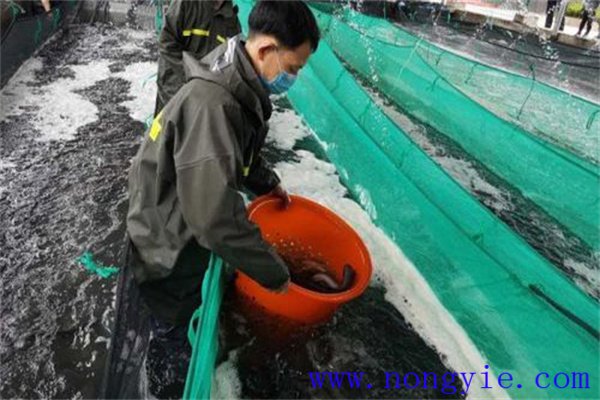 鰻魚配合飼料有什么質量要求