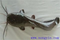 革胡子鯰怎么養(yǎng)殖，它有哪幾種養(yǎng)殖方式