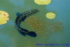 烏魚的產(chǎn)卵季節(jié)、成熟年齡、懷卵量與產(chǎn)卵量