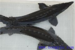 俄羅斯鱘魚常見病害有哪些，如何防治？