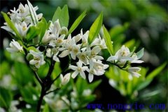 柑橘花期是什么時(shí)候，如何管理、用什么農(nóng)藥