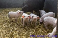 剛出生仔豬怎么養(yǎng)？哺乳仔豬飼養(yǎng)管理要點(diǎn)