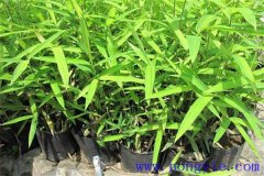雞毛竹產(chǎn)地是哪里，有哪些特點？