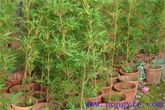 唐竹的特點和用處都有哪些？