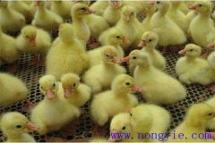 剛買回來(lái)的鵝苗如何飼養(yǎng)，如何預(yù)防疾??？