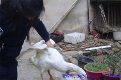 家里怎樣殺鵝，殺鵝怎么拔毛最快干凈？