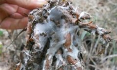 蒼術(shù)白絹病有何癥狀，怎樣防治蒼術(shù)白絹病？