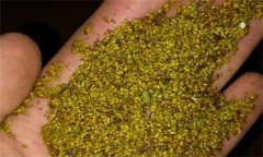 黃連種子的生理特性，如何采收和貯藏黃連種子