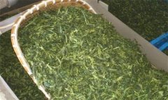 炒青綠茶加工分哪幾道工序、具體方法是什么？