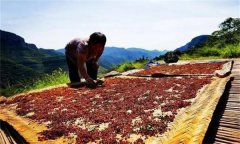 花椒采摘后怎樣晾曬？花椒晾干方法簡介