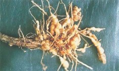 如何防治蒼術(shù)根結(jié)線蟲病，它有危害癥狀？