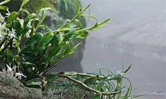石斛需要什么樣的生長環(huán)境？