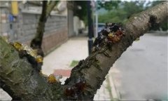 花椒樹流膠病用什么藥防治，如何預(yù)防？