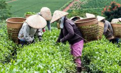 茶葉采摘標準有幾種？