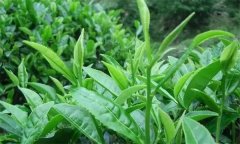 什么叫做采摘周期，什么時間采摘茶葉為宜？