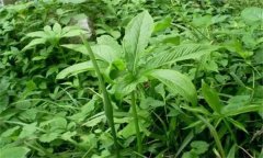 半夏的主要病害有哪些？應(yīng)如何防治？