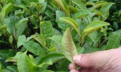 茶橙癭螨為害癥狀，如何防治茶橙癭螨為害？