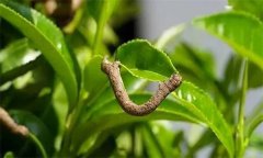 茶尺蠖防治方法，如何防治茶尺蠖為害？
