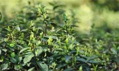 如何對茶樹越冬休眠期病蟲害進行綠色防控？