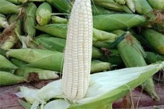 如何選擇糯玉米品種，糯玉米有哪些優(yōu)良品種？