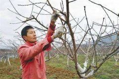 油桃樹如何通過修剪實現(xiàn)早產(chǎn)、豐產(chǎn)？