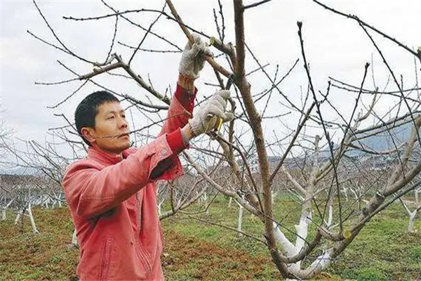 油桃樹如何通過修剪早產