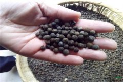 香樟樹種子可以育苗嗎？香樟苗怎么栽植養(yǎng)護(hù)？