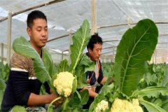 蔬菜病蟲害的生物防治具有哪些優(yōu)點(diǎn)？
