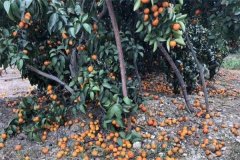柑橘落果的原因有哪些，發(fā)生嚴(yán)重落果如何補(bǔ)救