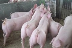 什么是商品豬？什么是肉脂型、瘦肉型豬？