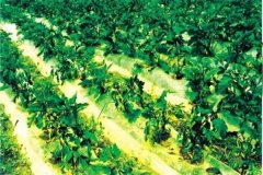 什么是蔬菜病蟲害綠色防控，主要內(nèi)容是什么？