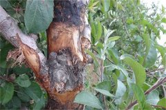 蘋(píng)果樹(shù)腐爛病的癥狀表現(xiàn)有哪些，如何防治？