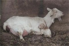 母羊分娩應(yīng)注意些什么，產(chǎn)后無奶怎么辦？