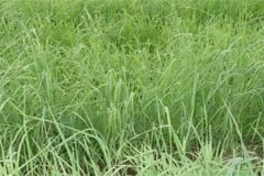 養(yǎng)羊常用哪些牧草，羊的飼養(yǎng)要注意哪方面？