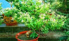 金銀花的修剪方法，如何修枝整形？