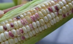 糯玉米種子如何處理，應(yīng)何時播種？