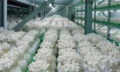金針菇栽培配方，如何防止金針菇提早開(kāi)傘？