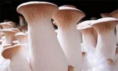 杏鮑菇菌蓋上會長疙瘩、出菇后會開裂怎么辦？