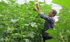 哈密瓜如何整枝留瓜，種植哈密瓜應(yīng)注意什么？