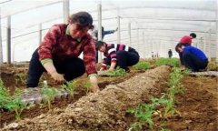 秋茬番茄在定植時(shí)應(yīng)該注意什么問題？