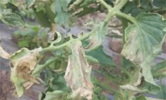 如何防治番茄晚疫病，其發(fā)病條件有哪些？