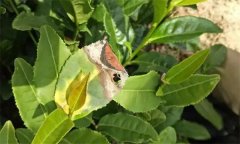 茶樹病蟲害的農業(yè)防治、物理防治與生物防治方