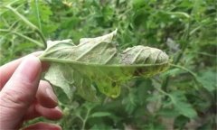 如何利用幾種簡(jiǎn)單生物防治劑防治蔬菜病蟲害？