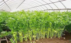怎樣才能種好冬芹菜？