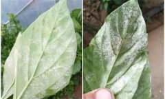 辣椒白粉病是什么原因引起的，如何防控？