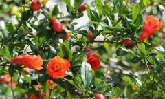 石榴大量落花落果的原因是什么？