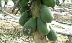 木瓜的褐腐病、銹病和早期落葉病如何進(jìn)行防治