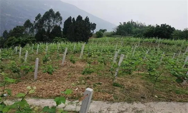 在河灘地、山地、鹽堿地和黏土地上建葡萄園
